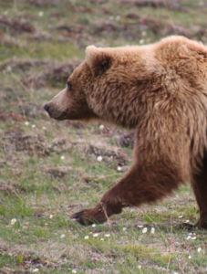A big bear walking